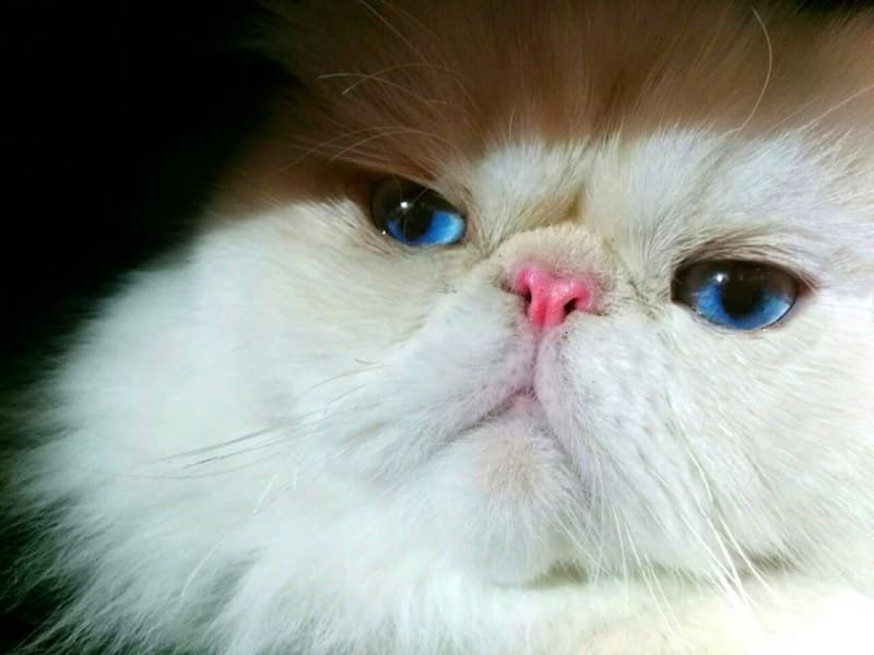 히말라얀 사진