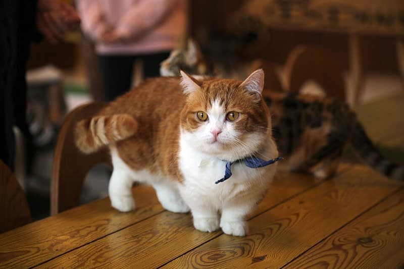 먼치킨 사진