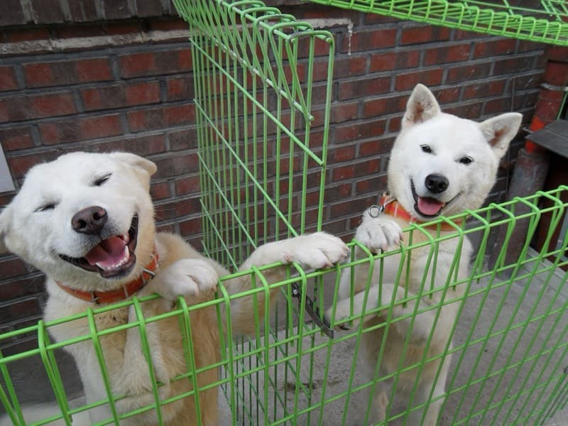 풍산개 사진