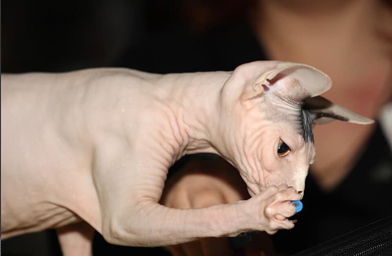 스핑크스 사진